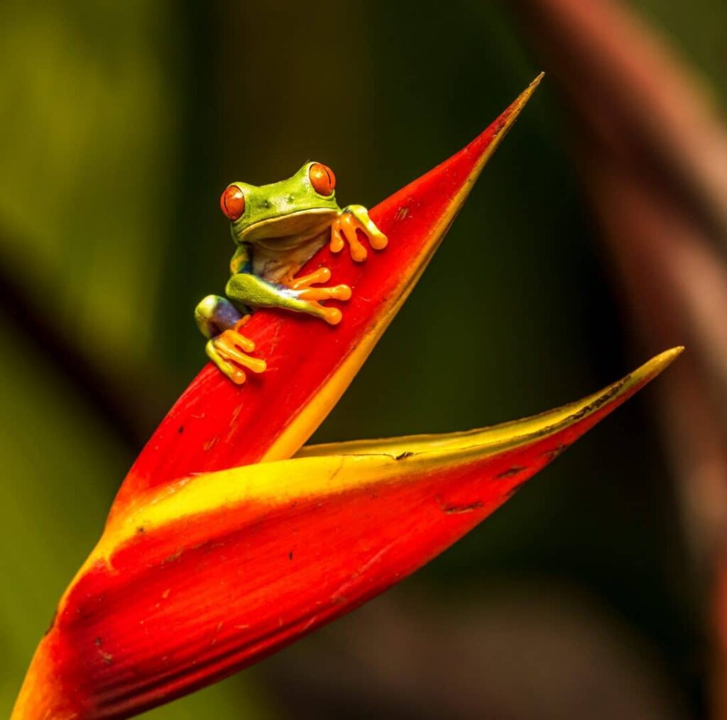 Wild frog — one of the wildlife encounters in Costa Rica