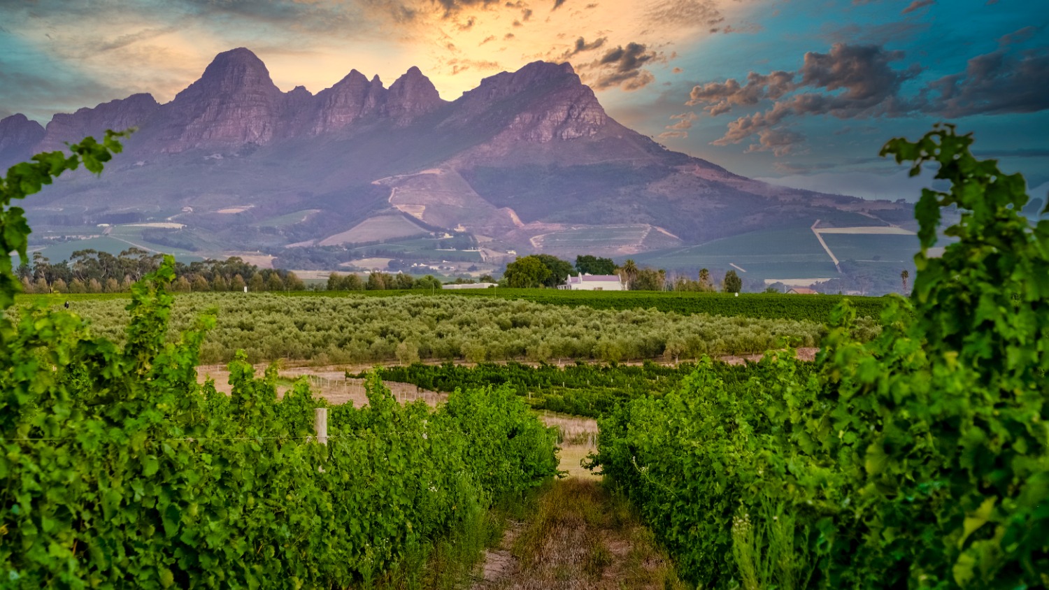Stellenbosch — Cape Winelands travel