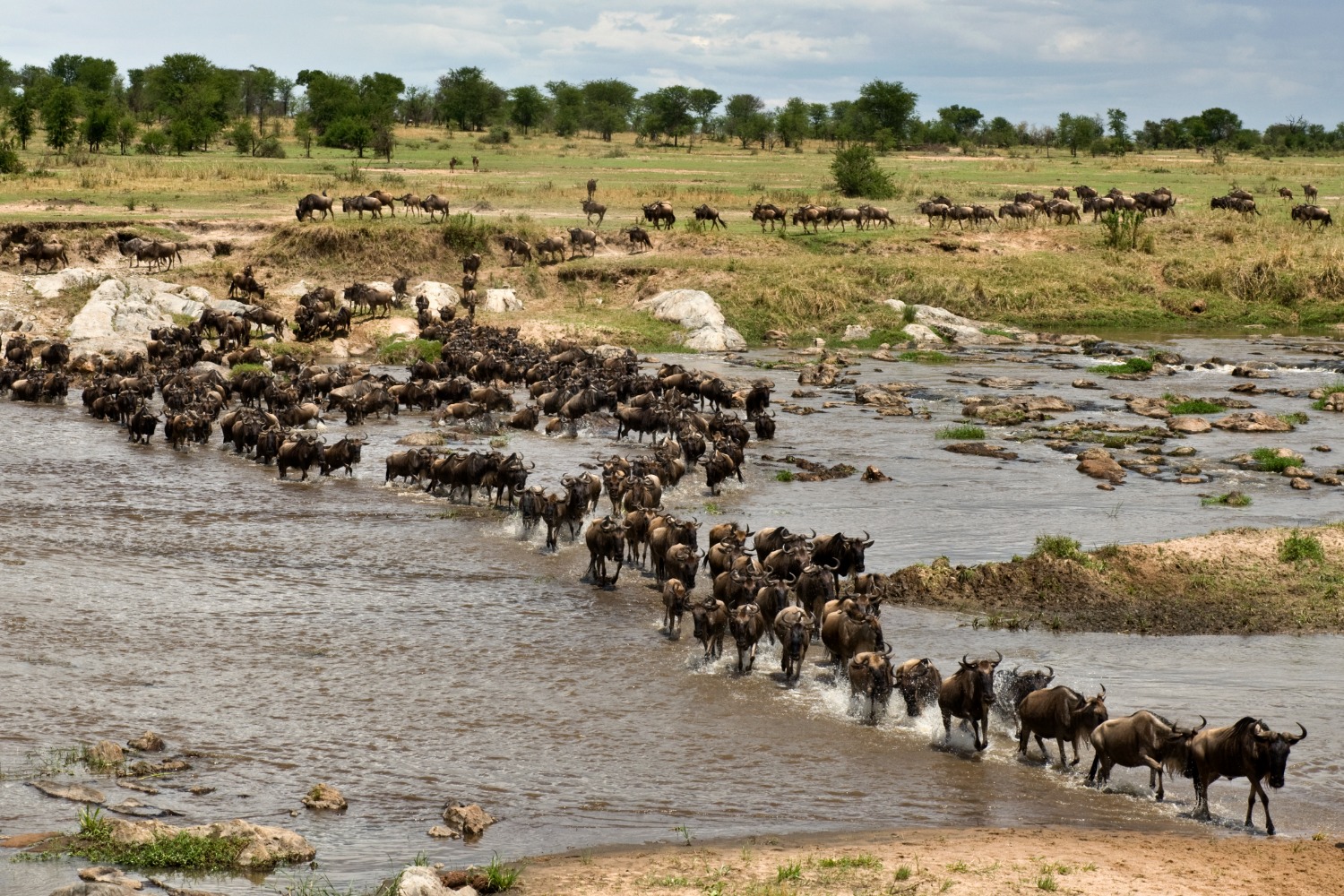 The Great Migration Tanzania — wildebeest migration