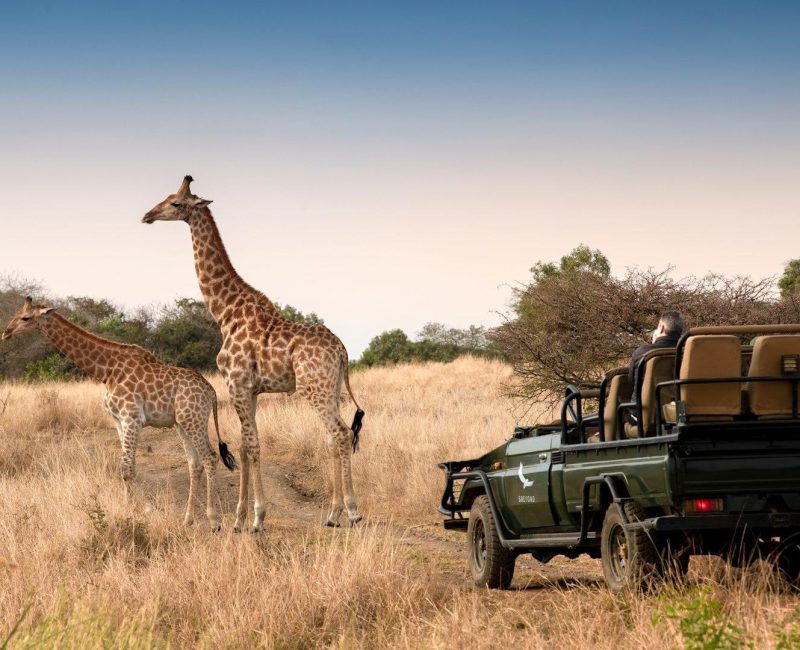 Tailored Safari Holidays